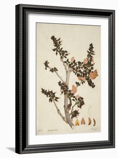 Butea Frondosa Roxb., 1800-10-null-Framed Giclee Print