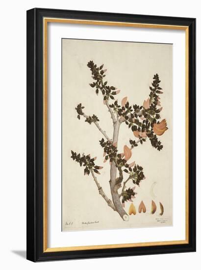 Butea Frondosa Roxb., 1800-10-null-Framed Giclee Print