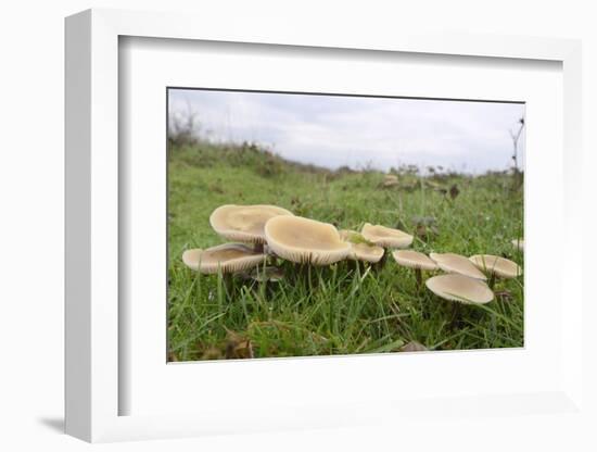 Butter Caps (Collybia Butyraceae) Growing in Grassland-Nick Upton-Framed Photographic Print