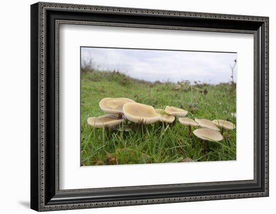 Butter Caps (Collybia Butyraceae) Growing in Grassland-Nick Upton-Framed Photographic Print