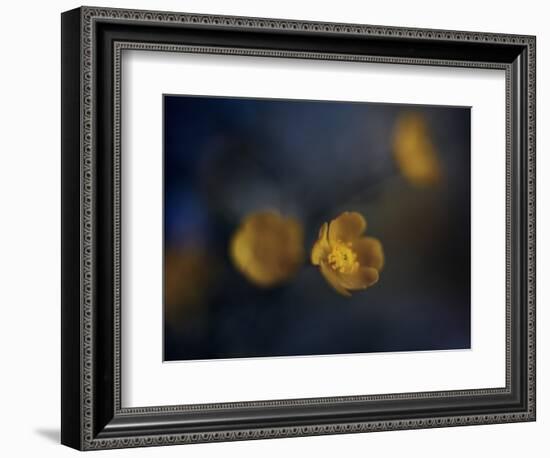 Butter Cup-Heidi Westum-Framed Photographic Print