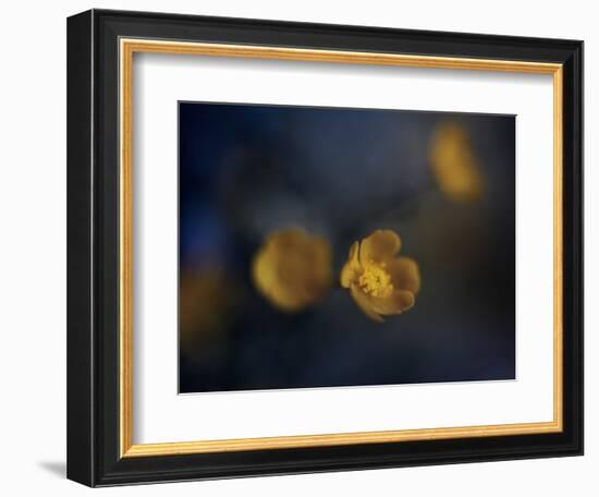 Butter Cup-Heidi Westum-Framed Photographic Print