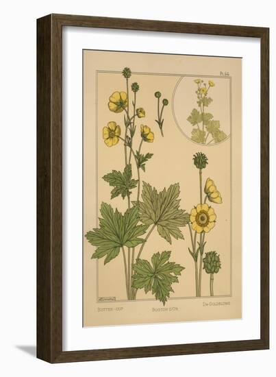 Butter-Cup-null-Framed Giclee Print