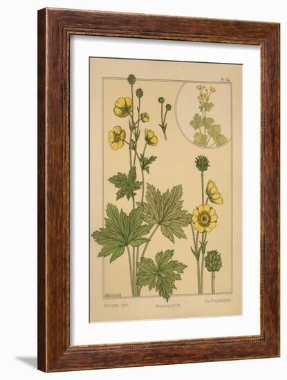 Butter-Cup-null-Framed Giclee Print