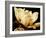 Buttercream Magnolia II-Rachel Perry-Framed Photographic Print