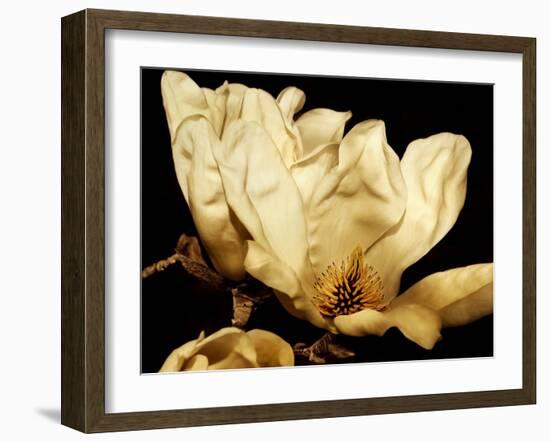 Buttercream Magnolia II-Rachel Perry-Framed Photographic Print