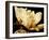 Buttercream Magnolia II-Rachel Perry-Framed Photographic Print