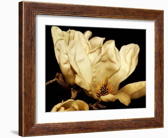 Buttercream Magnolia II-Rachel Perry-Framed Photographic Print