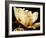 Buttercream Magnolia II-Rachel Perry-Framed Photographic Print