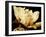 Buttercream Magnolia II-Rachel Perry-Framed Photographic Print