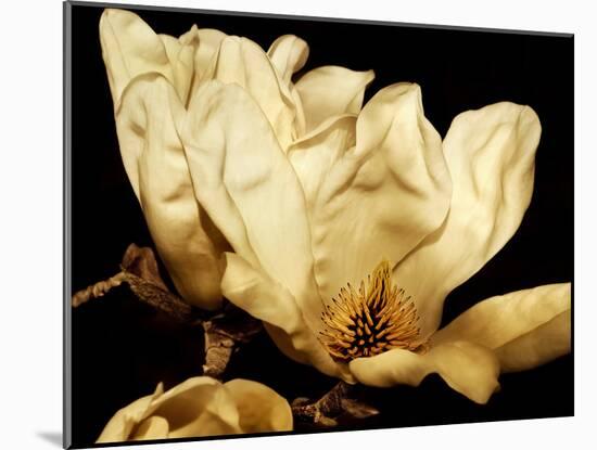 Buttercream Magnolia II-Rachel Perry-Mounted Photographic Print