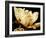 Buttercream Magnolia II-Rachel Perry-Framed Photographic Print