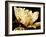 Buttercream Magnolia II-Rachel Perry-Framed Photographic Print