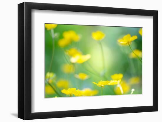 Buttercup, Blossoms, Close-Up-Alexander Georgiadis-Framed Photographic Print