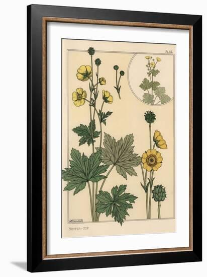 Buttercup Botanical Study, 1897 (Lithograph)-Eugene Grasset-Framed Giclee Print