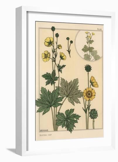 Buttercup Botanical Study, 1897 (Lithograph)-Eugene Grasset-Framed Giclee Print