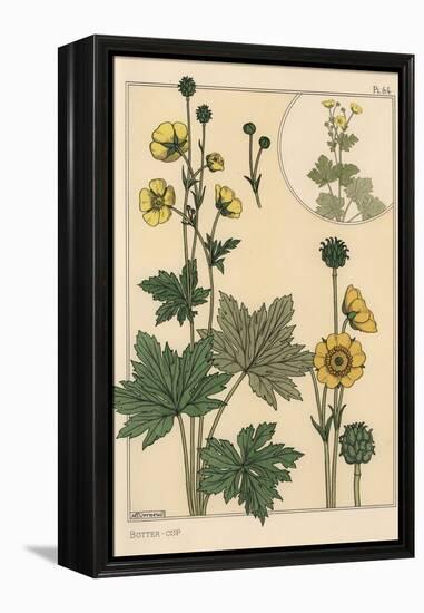 Buttercup Botanical Study, 1897 (Lithograph)-Eugene Grasset-Framed Premier Image Canvas