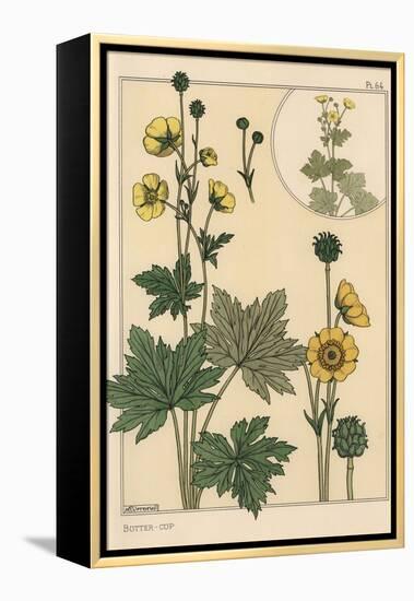 Buttercup Botanical Study, 1897 (Lithograph)-Eugene Grasset-Framed Premier Image Canvas