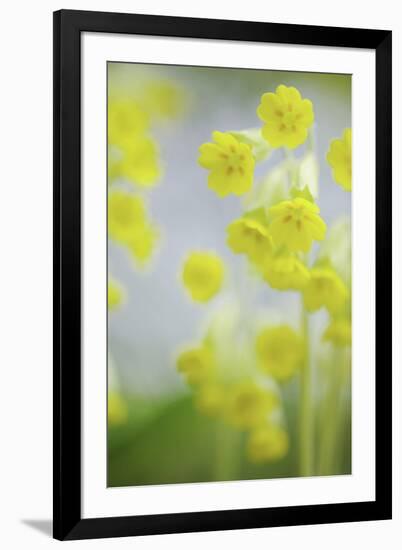 Buttercup Chorus-Staffan Widstrand-Framed Giclee Print