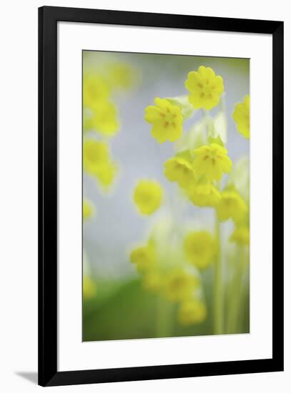 Buttercup Chorus-Staffan Widstrand-Framed Giclee Print