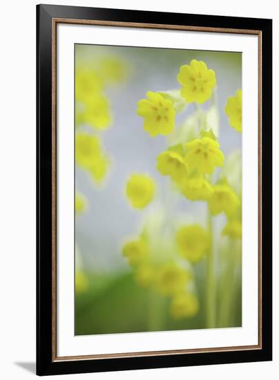 Buttercup Chorus-Staffan Widstrand-Framed Giclee Print