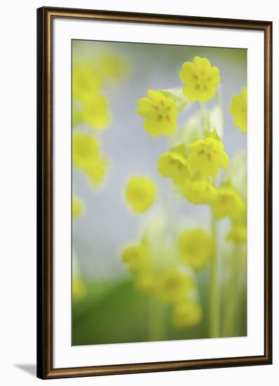 Buttercup Chorus-Staffan Widstrand-Framed Giclee Print