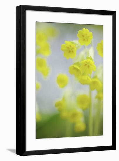 Buttercup Chorus-Staffan Widstrand-Framed Giclee Print