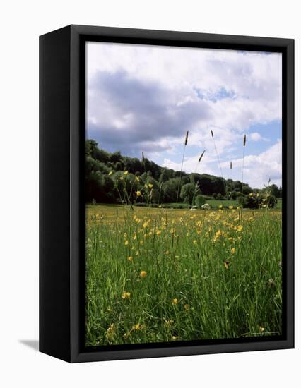 Buttercup Field and Selbourne Hanger, Selbourne, Alton, Hampshire, England, United Kingdom-Michael Busselle-Framed Premier Image Canvas