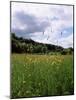 Buttercup Field and Selbourne Hanger, Selbourne, Alton, Hampshire, England, United Kingdom-Michael Busselle-Mounted Photographic Print
