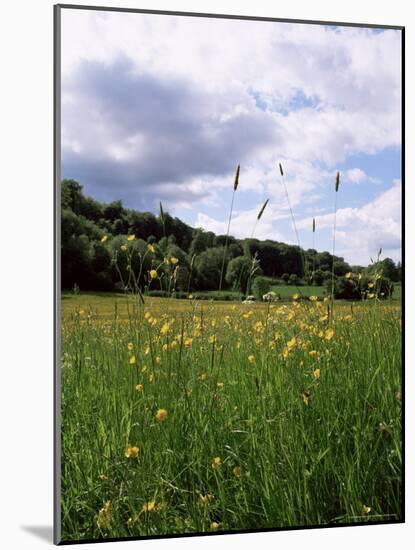 Buttercup Field and Selbourne Hanger, Selbourne, Alton, Hampshire, England, United Kingdom-Michael Busselle-Mounted Photographic Print