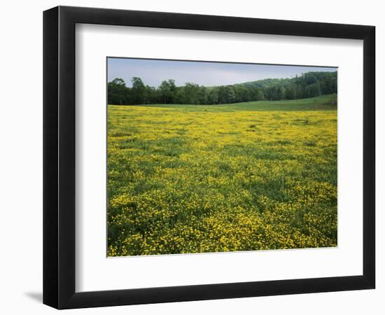 Buttercup field, Pope County, Arkansas, USA-Charles Gurche-Framed Photographic Print