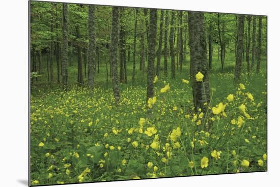 Buttercup Greeting-Wild Wonders of Europe-Mounted Giclee Print