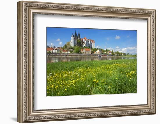 Buttercup Meadow at the Elbe in Front of Albrechtsburg and Cathedral in Mei§en-Uwe Steffens-Framed Photographic Print