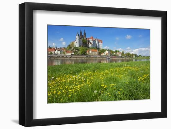 Buttercup Meadow at the Elbe in Front of Albrechtsburg and Cathedral in Mei§en-Uwe Steffens-Framed Photographic Print