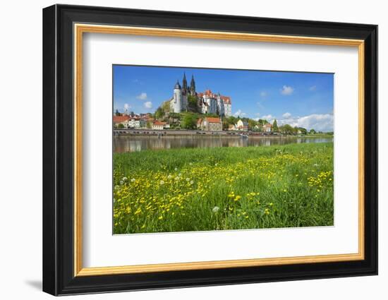 Buttercup Meadow at the Elbe in Front of Albrechtsburg and Cathedral in Mei§en-Uwe Steffens-Framed Photographic Print