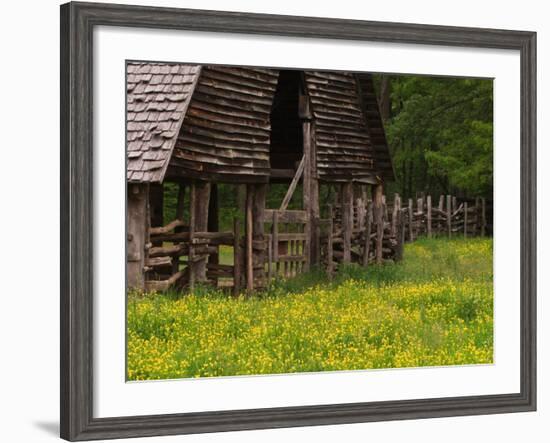 Buttercups and Cantilever Barn, Pioneer Homestead, Great Smoky Mountains National Park, N. Carolina-Adam Jones-Framed Photographic Print