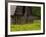 Buttercups and Cantilever Barn, Pioneer Homestead, Great Smoky Mountains National Park, N. Carolina-Adam Jones-Framed Photographic Print