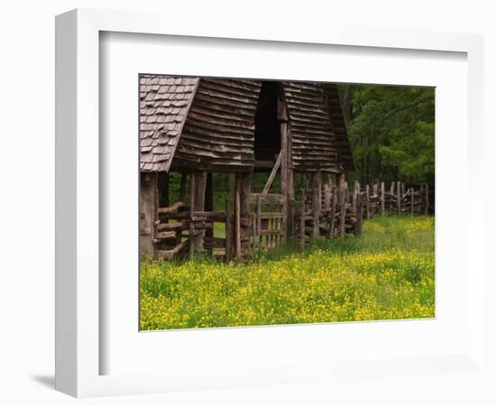 Buttercups and Cantilever Barn, Pioneer Homestead, Great Smoky Mountains National Park, N. Carolina-Adam Jones-Framed Photographic Print