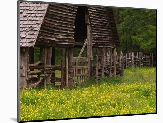 Buttercups and Cantilever Barn, Pioneer Homestead, Great Smoky Mountains National Park, N. Carolina-Adam Jones-Mounted Photographic Print