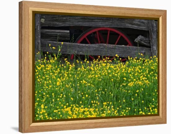 Buttercups and Wagon Wheel, Pioneer Homestead, Great Smoky Mountains National Park, North Carolina-Adam Jones-Framed Premier Image Canvas
