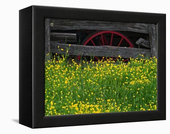 Buttercups and Wagon Wheel, Pioneer Homestead, Great Smoky Mountains National Park, North Carolina-Adam Jones-Framed Premier Image Canvas