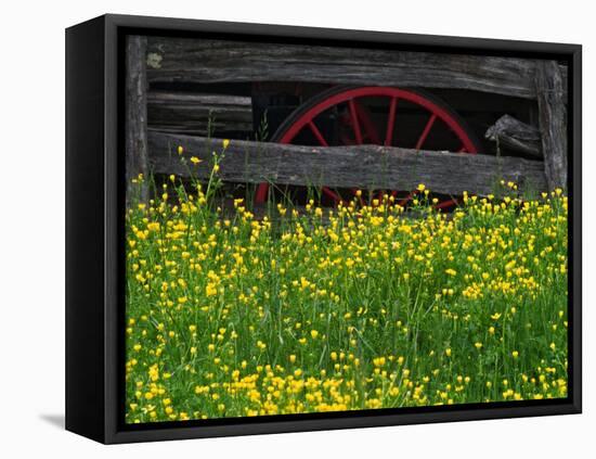 Buttercups and Wagon Wheel, Pioneer Homestead, Great Smoky Mountains National Park, North Carolina-Adam Jones-Framed Premier Image Canvas