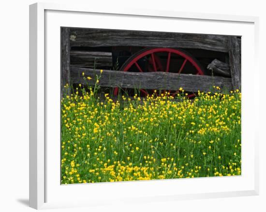 Buttercups and Wagon Wheel, Pioneer Homestead, Great Smoky Mountains National Park, North Carolina-Adam Jones-Framed Photographic Print