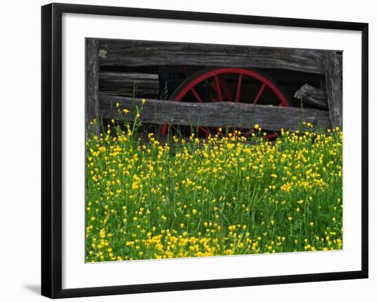 Buttercups and Wagon Wheel, Pioneer Homestead, Great Smoky Mountains National Park, North Carolina-Adam Jones-Framed Photographic Print