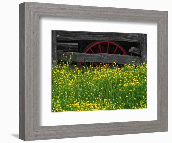 Buttercups and Wagon Wheel, Pioneer Homestead, Great Smoky Mountains National Park, North Carolina-Adam Jones-Framed Photographic Print