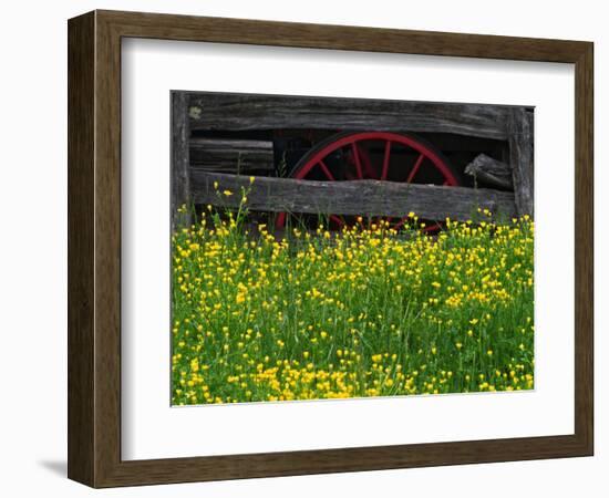 Buttercups and Wagon Wheel, Pioneer Homestead, Great Smoky Mountains National Park, North Carolina-Adam Jones-Framed Photographic Print