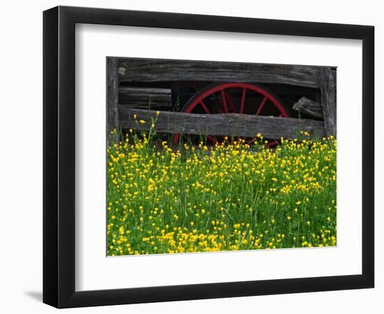 Buttercups and Wagon Wheel, Pioneer Homestead, Great Smoky Mountains National Park, North Carolina-Adam Jones-Framed Photographic Print