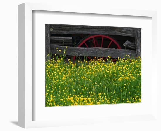 Buttercups and Wagon Wheel, Pioneer Homestead, Great Smoky Mountains National Park, North Carolina-Adam Jones-Framed Photographic Print