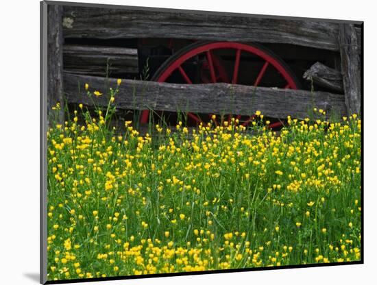 Buttercups and Wagon Wheel, Pioneer Homestead, Great Smoky Mountains National Park, North Carolina-Adam Jones-Mounted Photographic Print