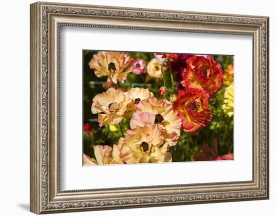 Buttercups in the Filoli Center in Woodside near San Francisco, California, USA-null-Framed Premium Giclee Print